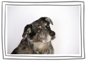 Capturing the spirit and personality of your dog - a legacy of love